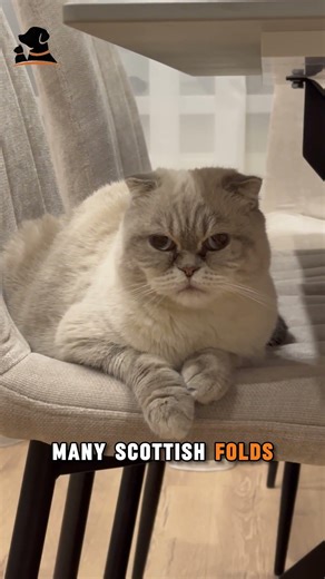 Scottish Fold: Cute or Controversial? (What People Don’t Tell You)