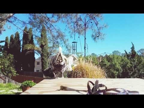 DIY Chicken Harness!