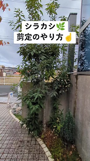 シラカシの剪定方法とコツ