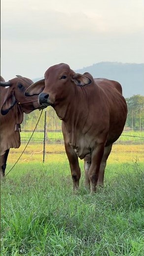 🌱 This Vertical Farming Setup is Genius! #verticalfarming #futurefood #urbanfarming
