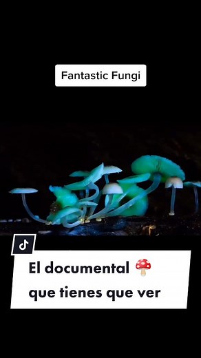 Fantastic Fungi: El Documental Imperdible sobre el Mundo de los Hongos en Netflix