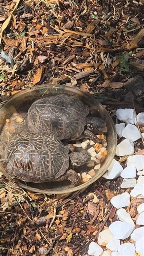 Box turtles 🐢 and flowers...perfect day! #garden