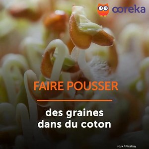 Faire pousser des graines dans du coton