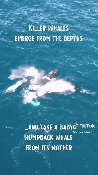 Orca vs Other Sea Creatures - Wildlife Encounters