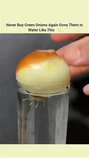 canvasoflife2026 on Instagram: "In a quiet kitchen setting, a fascinating display of urban agriculture unfolds as a simple onion bulb is transformed into a continuous source of fresh produce. By utilizing nothing more than a glass of water and natural light, the onion initiates a rapid biological regrowth cycle. This sustainable "cut and come again" method allows for multiple harvests of nutrient-dense green shoots, showcasing an efficient way to reduce food waste and promote organic living with