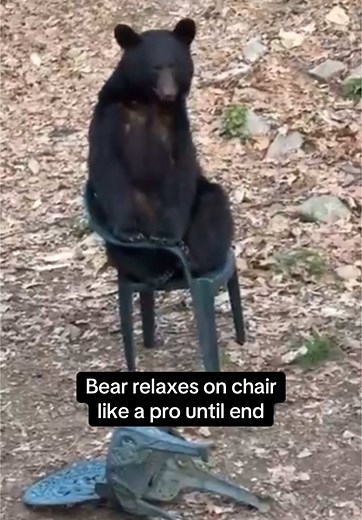 Black Bear Enjoys Relaxing in a Chair