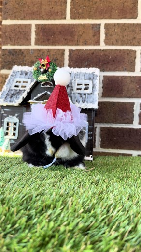 Cute Bunny Videos: Adorable Mini Lop Moments