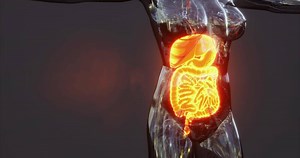 Overview of human digestive system anatomy with key organs