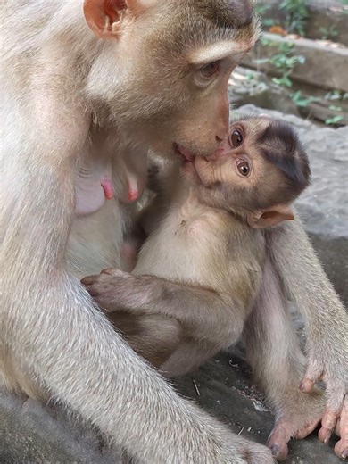 Mom Flora Refuses Milk to Baby Monkey in Cambodia