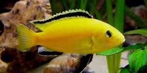 Electric yellow cichlid - Alchetron, the free social encyclopedia