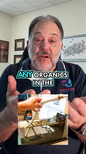 Betta Fins Falling Apart? Fix It Fast Bettas can regrow fins with good food. Medicine baths help fight infections that damage fins. Clean water and proper filtration keep their tanks safe. Healthy care brings strong fins and active bettas. Follow for more expert tips on how to keep your betta's fins healthy and vibrant. #BettaFishCare #AquariumMaintenance #FishHealthTips | DrTims Aquatics