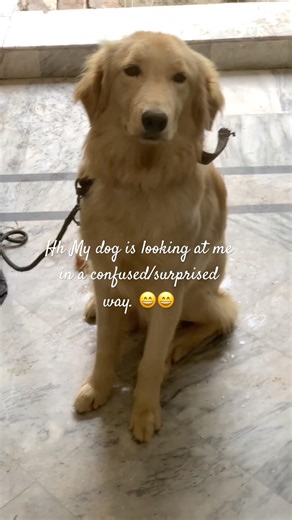 Why Is My Dog Staring at Me Like This? 😳 #pets #dog