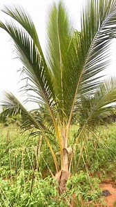 Garden land Tomato is the best intercrop in coconut for the first five years . . . . . #udhayaagri #reels #trending | Udhaya Agri