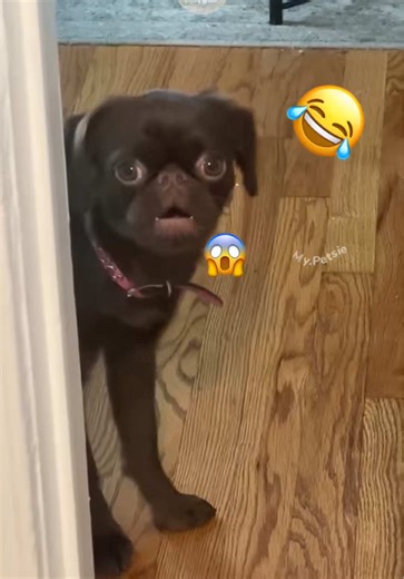 Funny Dogs React to Plush Twins