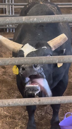 PBR on Instagram: "Krispy Kreme serving up some major glaze🤪 Catch more of our bovine athletes tonight, 9PM ET on @paramountplus"