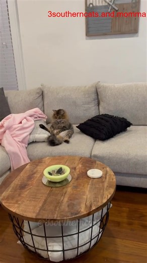 9.5K views · 610 reactions | Tigger is creepy AF sometimes, but he’s Completely normal… I think #3southern #cats #tiktok #loves #kristicates | Kristi W Cattes | Facebook