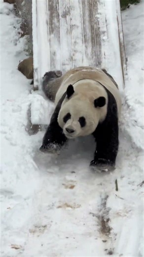 Panda sliding down the slide, bleating like a sheep! #panda