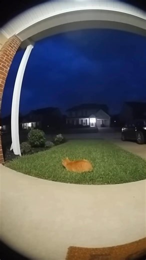 1K views | This poor cat just wanted a quiet night… until thunder said otherwise!  One flash and it turned into a rocket.  #CatReacts #LightningStrike #FunnyPets #CatJump #Thunderstorm #FYP #ViralReels #CatsofTikTok | Amazing AI | Facebook