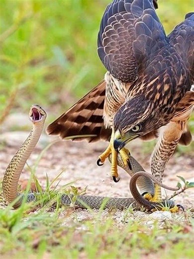 #Hawk #Eagle #Owl #Wildlife #Animal #EagleHawkOwl hawk vs snake, Owl vs snake fight, Eagle Vs Snake,