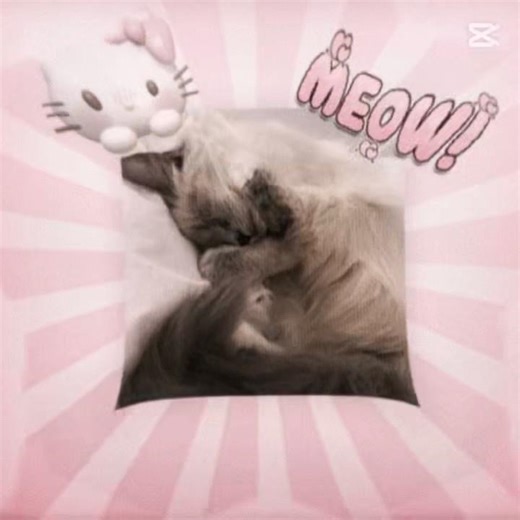 Bongo the cat edit #catbreed #cutecat #bongothecat #funny #ragdollcat