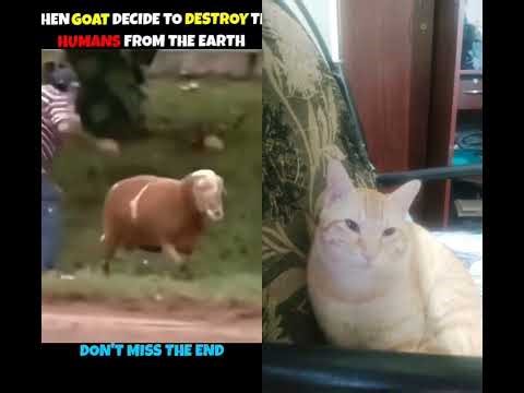 Aggresive Ram attack human's #animals