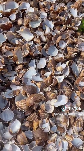 Utilizing Snail Shells to Create Calcium: A Sustainable Solution