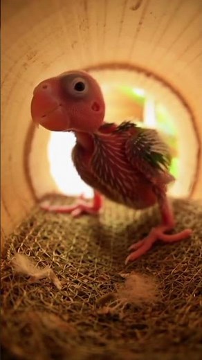 Baby Parrot Slips in the Nest – Cute Rescue Moment! #birds #parrot #shorts #shortsfeed #cute #birds