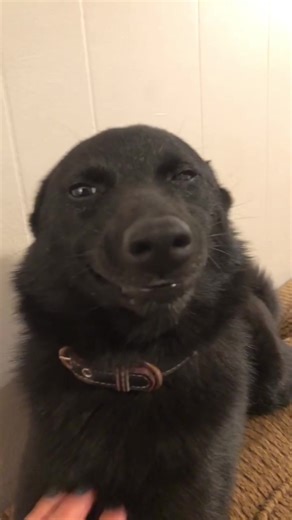 Funny Moments with a Smiling Dog