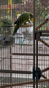 🙏 Happy Blessed Sunday today everyone 😇 Some Baby Quaker antics to make you smile 😊 “Emerald”, “Jade” & “Moss” 💚💚💚💚💚💚💚💚💚💚 ☘️ Open visitation for adoptions today & tomorrow from 11:00-2:00 ☘️ #rescuebird #quakerparrot | Palm Beach Parrot & Bird Rescue/Sanctuary Of South Florida