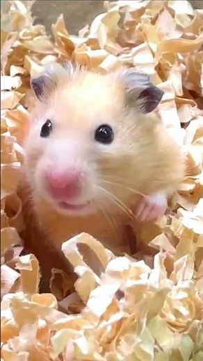 Ham smile 😊 Golden hamster with a super cute smile [Kinkuma's KUMA] #shorts