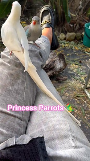 Are Princess Parrots the most beautiful parrot? #mostbeautiful #birds #nature