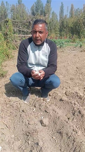 Cultivation of Garlic , Watch full video and share Sowing time: Oct. to Nov. Seed rate: 25 to 30 kg per kanal Spacing : 10 cm plant to plant and 15 cm Row to Row Total 16500 cloves of garlic sown per kanal or 330000 cloves of garlic per hectare. Fertilizer 10 Qtls FYM Per kanal Urea 8 Kg per Kanal of two split doses DAP 6.5 kg Per Kanal MOP 5 kg per Kanal | Agriculture Activities