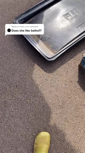 Reply to @rocks_xx yes Bertha loves baths 😂🐢 #bath #tortoise #cute