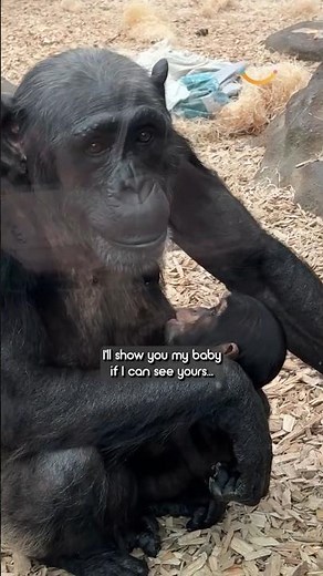Just two new moms wanting to see each other's baby 🐒❤️ #motherhood