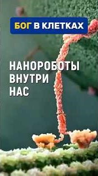 Царство молекулярных нанороботов внутри каждой живой клетки даже учёных, биологов наводит на мысль