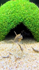 Mantis Shrimp Punches Crab Hard 😢😢😢 | John Fishing Adventure