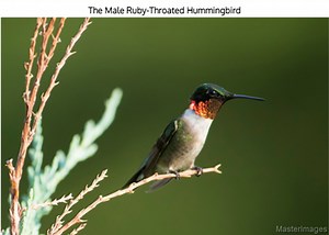 10 Facts About Hummingbirds