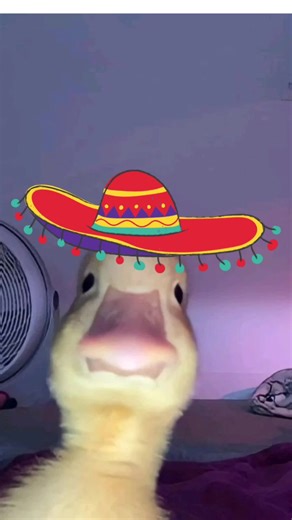 DUCK CRINGE ATTACK!! 🦆🦆🦆 #meme #funny #tiktok #cute #cringe