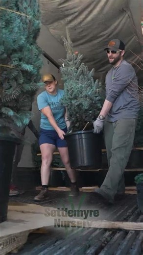 Tons of Fresh NEW arrival's of Specimen Tree's! 🌲#tree #treeplanting #plantnursery