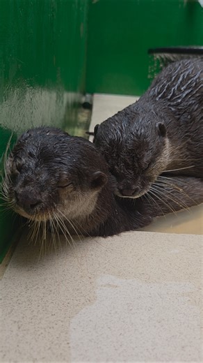 Siamoy sampe merem melek ll Siamoy's eyes were half open #siboni #siamoy #otter #animals