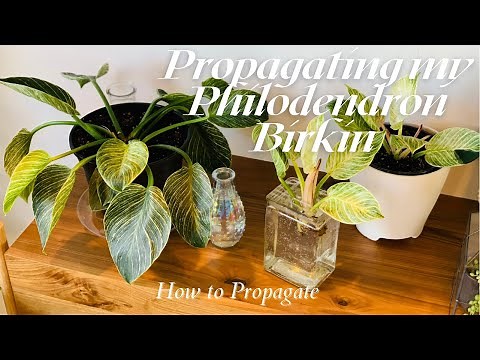 PROPAGATING MY PHILODENDRON BIRKIN || How to Propagate a Philodendron Birkin ‪@theplantingbug2045‬