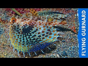 Flying Gurnard in Action: Stunning Sea Creature Spreads Its Wings
