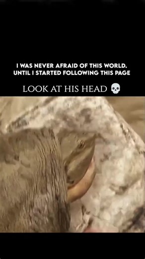 Wild Side Earth on Instagram: "Softshell turtles are primarily aquatic and thrive in various freshwater habitats, including: ​Rivers and streams (usually slow-moving) ​Lakes, marshes, and ponds ​Brackish waters (slightly salty) ​A soft, muddy, or sandy bottom is essential to their lifestyle, as they spend a lot of time buried (sometimes a foot or more deep) for protection and to ambush prey. They are generally less prone to basking in the sun than hard-shelled turtles, as their soft shell can dr