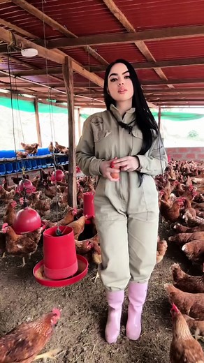 Deep Litter Housing System for Layer Farming Explained