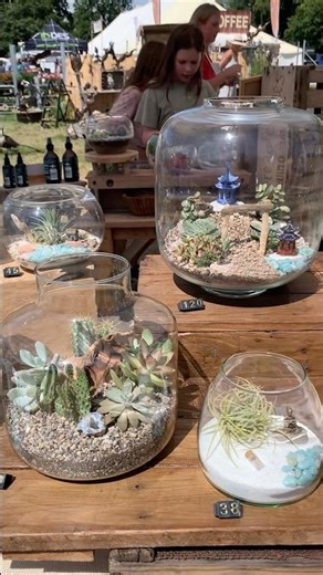Minature plant terrariums