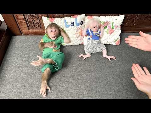 Lala and the baby monkey received a surprising and meaningful secret gift from Mom!