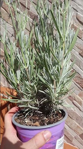 💜My favorite lavender! Lavandula angustifolia