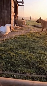497K views · 3.3K reactions | Watch this **dog** protect the **chickens** from a sneaky fox! This **funny animal videos** shows the bravery of our furry friends. See more **funny animals** and **cute animals** being heroic! | Rescue Stories | Facebook