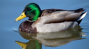 Ask a Scientist: Ducks quack for several different reasons, and not all of them do