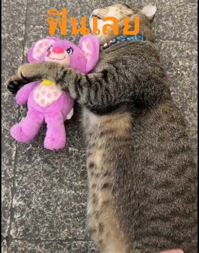 #แมวสลิดนอนรอพ่อรับกับ #แมวไวรัล #